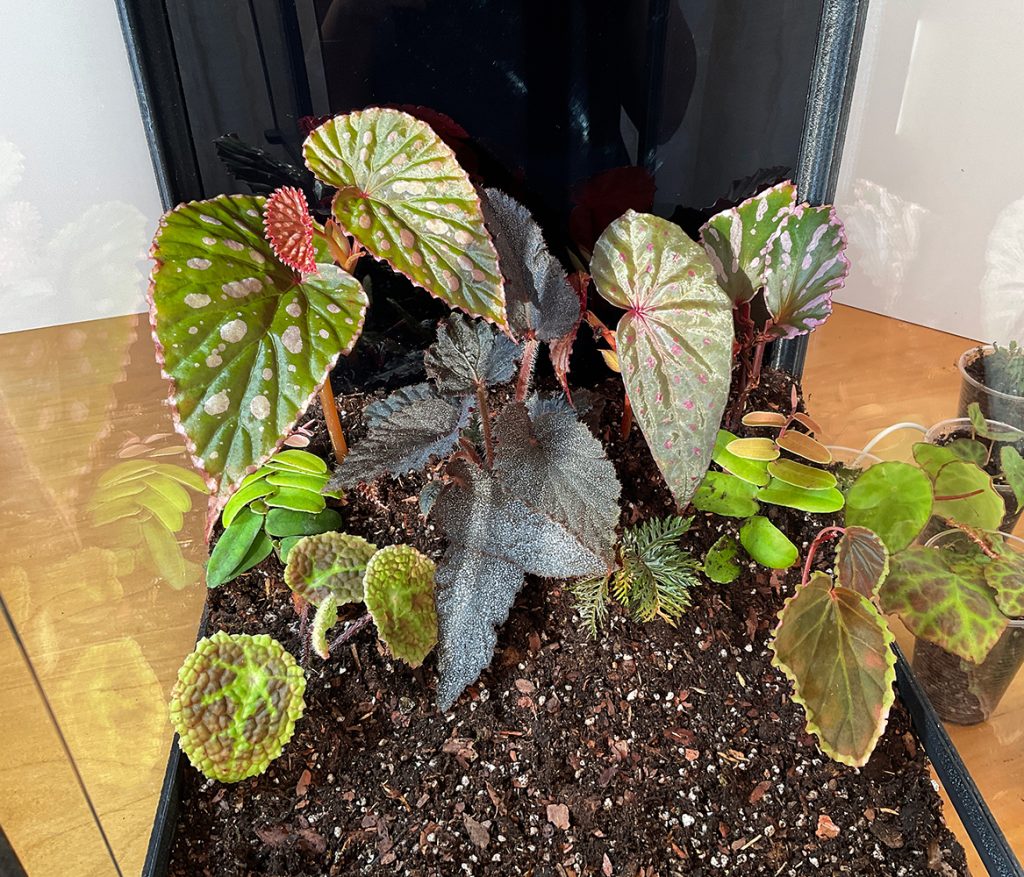 Terrarium bepflanzen