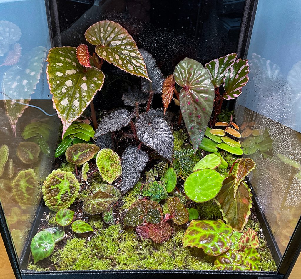 Terrarium einrichten – Schritt-für-Schritt Anleitung