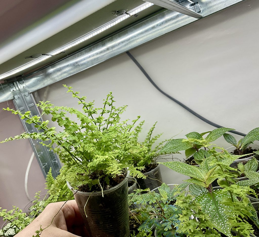 Tropische Terrariumpflanzen unter Pflanzenlampen – optimale Beleuchtung für gesundes Wachstum