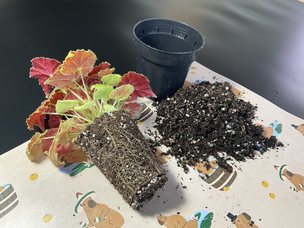 Umtopfen einer Begonie mit gesundem Wurzelballen und frischem Substrat