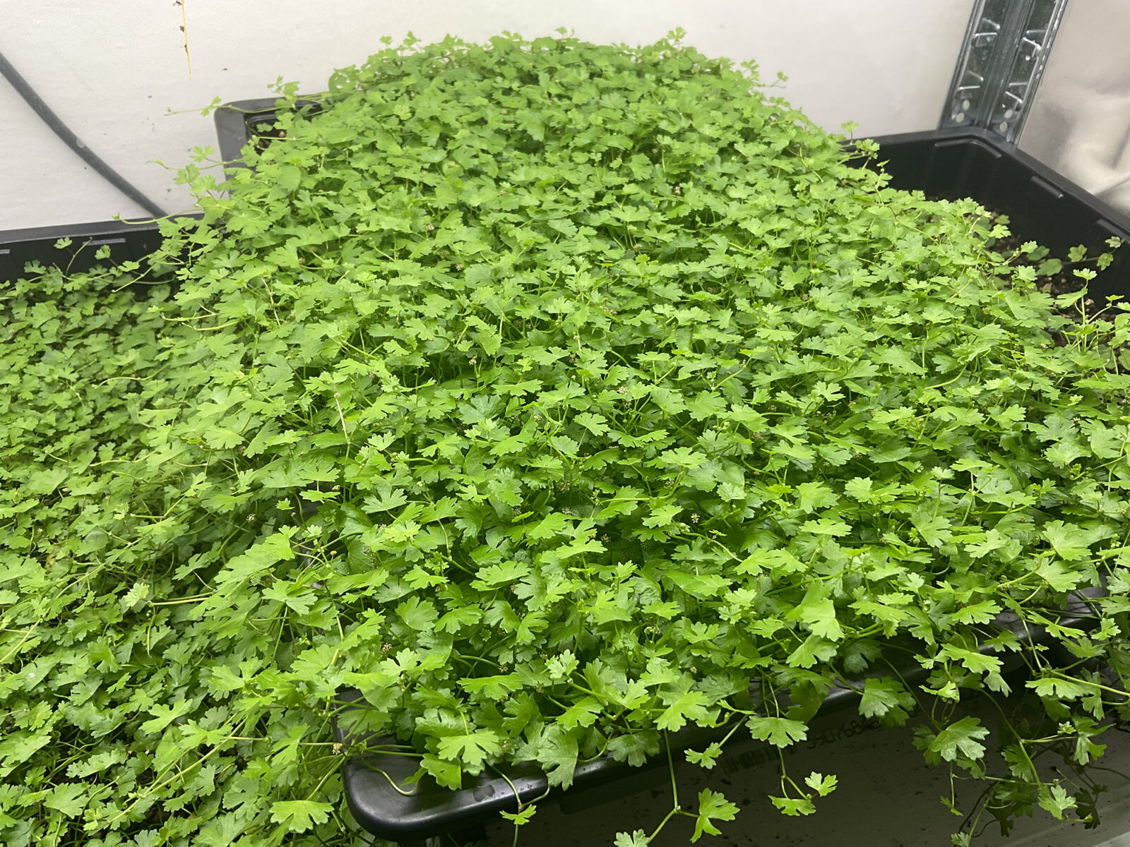 Hydrocotyle tripartita Terrariumpflanze mit kleinen dreilappigen Blättern