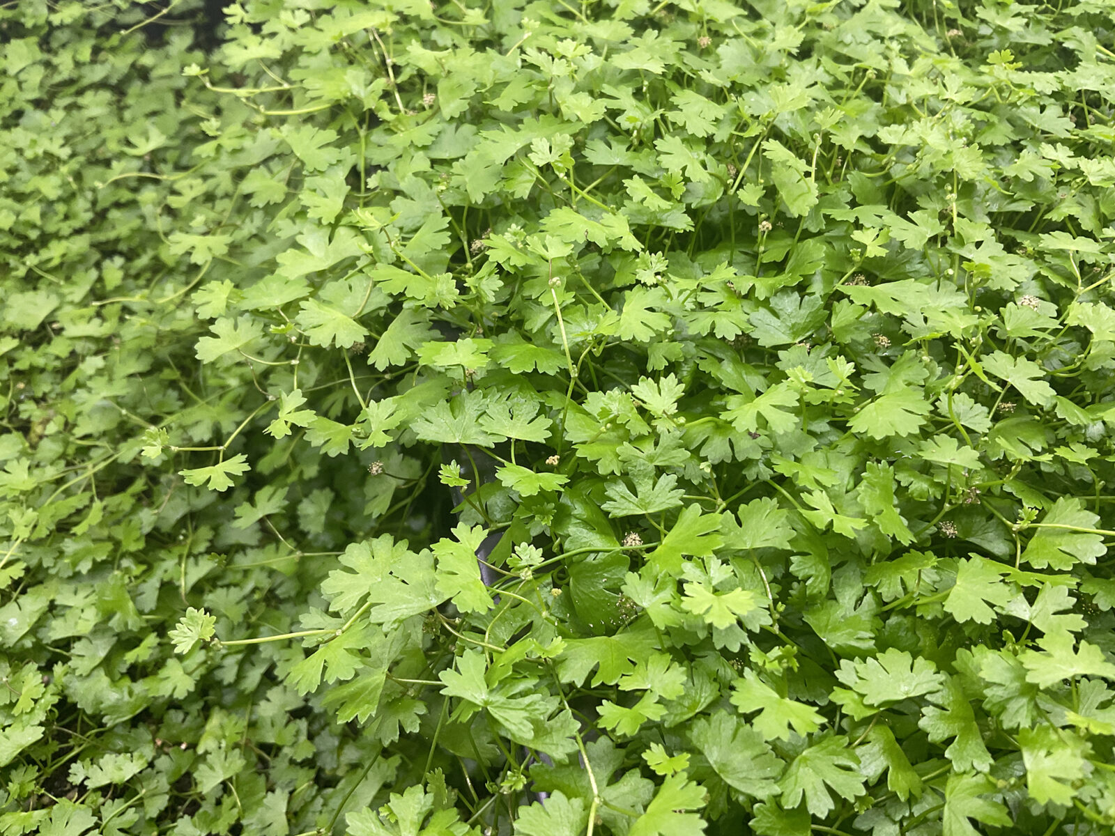 Hydrocotyle Tripartita