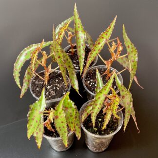 Begonia amphioxus gepunktete Begonie für Terrarium