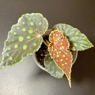 Begonia chlorosticta gepunktete Pflanze für Terrarium