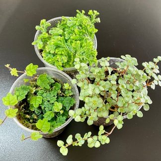 Moose & Mini Terrarium Pflanzen