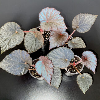 Begonia Taconite farbige Terrariumpflanze mit dekorativen Blättern