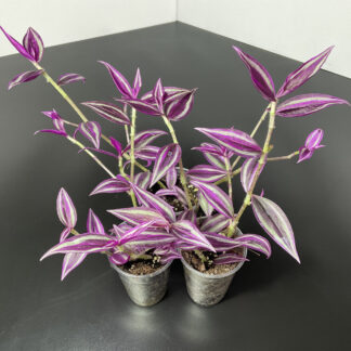 Tradescantia Pink Paradise mit pinker Panaschierung als Zimmerpflanze