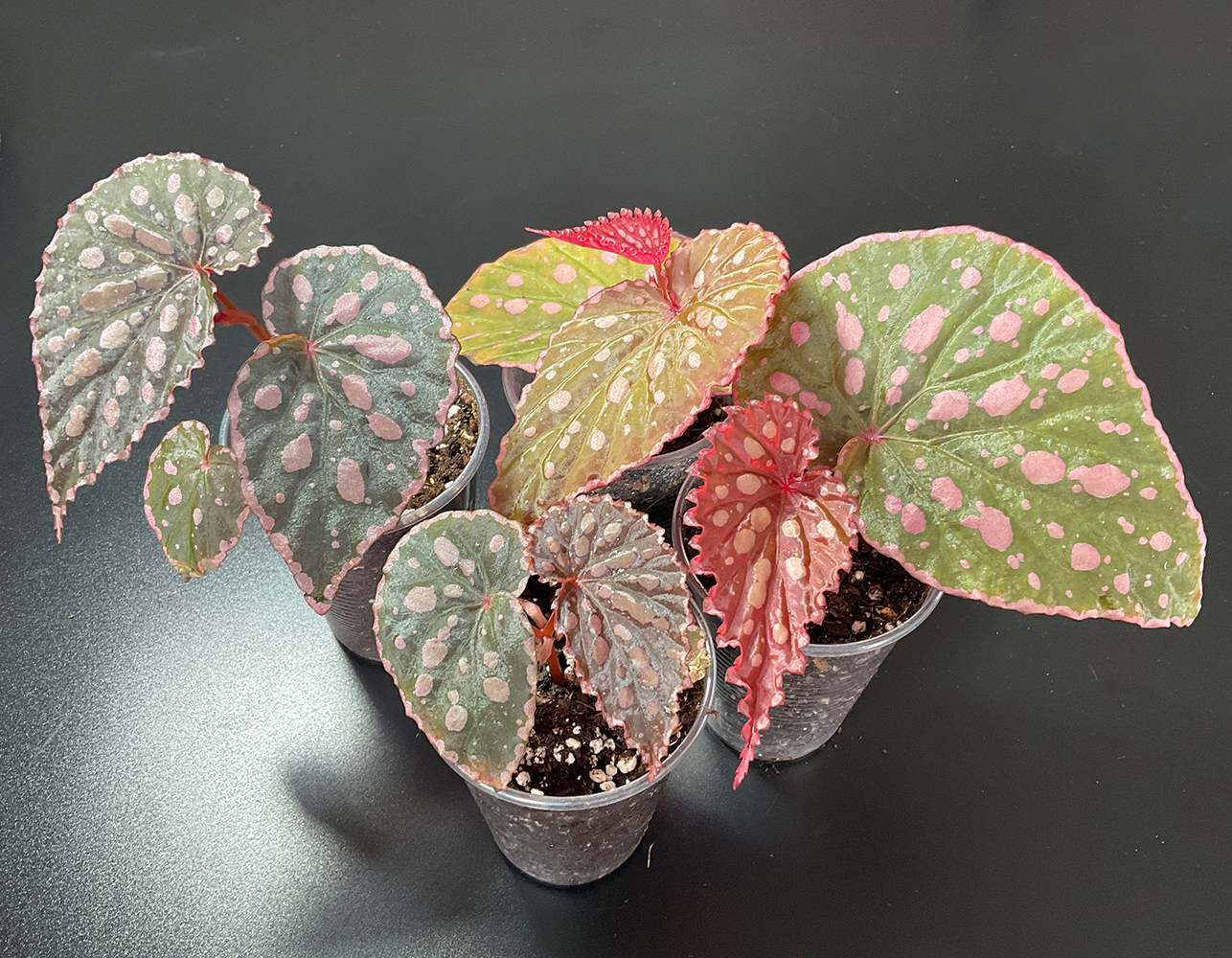 Chlorosticta x Negrosensis