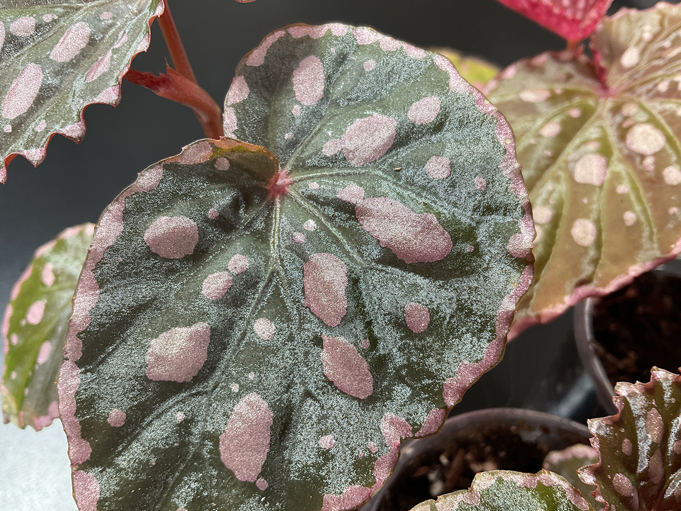 Chlorosticta x Negrosensis