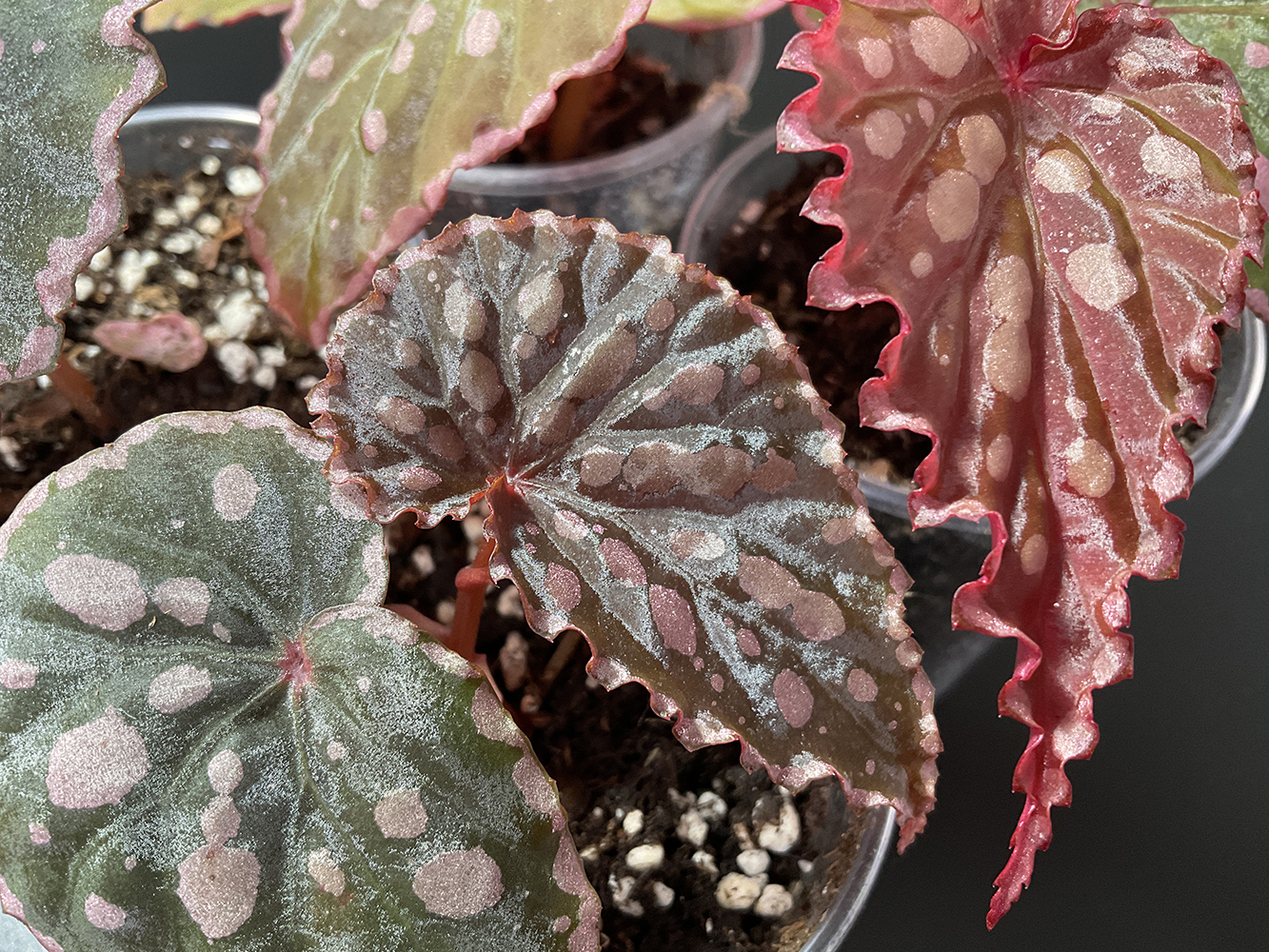 Chlorosticta x Negrosensis