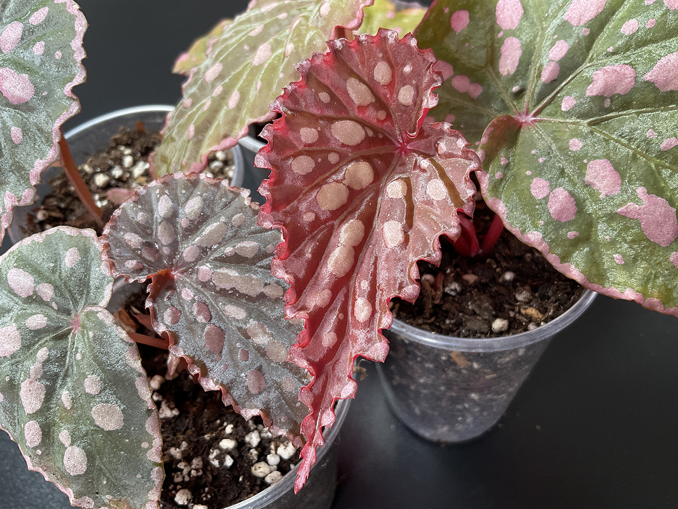 Chlorosticta x Negrosensis