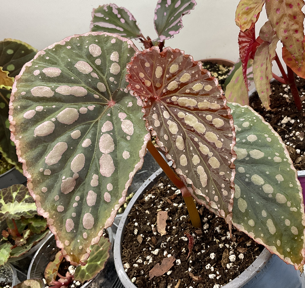 Chlorosticta x Negrosensis