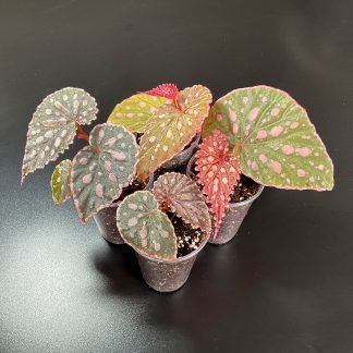 Begonia Chlorosticta x Negrosensis gepunktete Terrariumbegonie