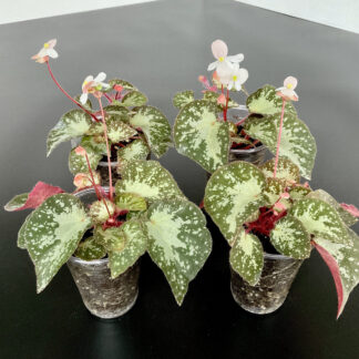 Begonia U074 im 200 ml Topf – kompakte Bodendecker Begonie