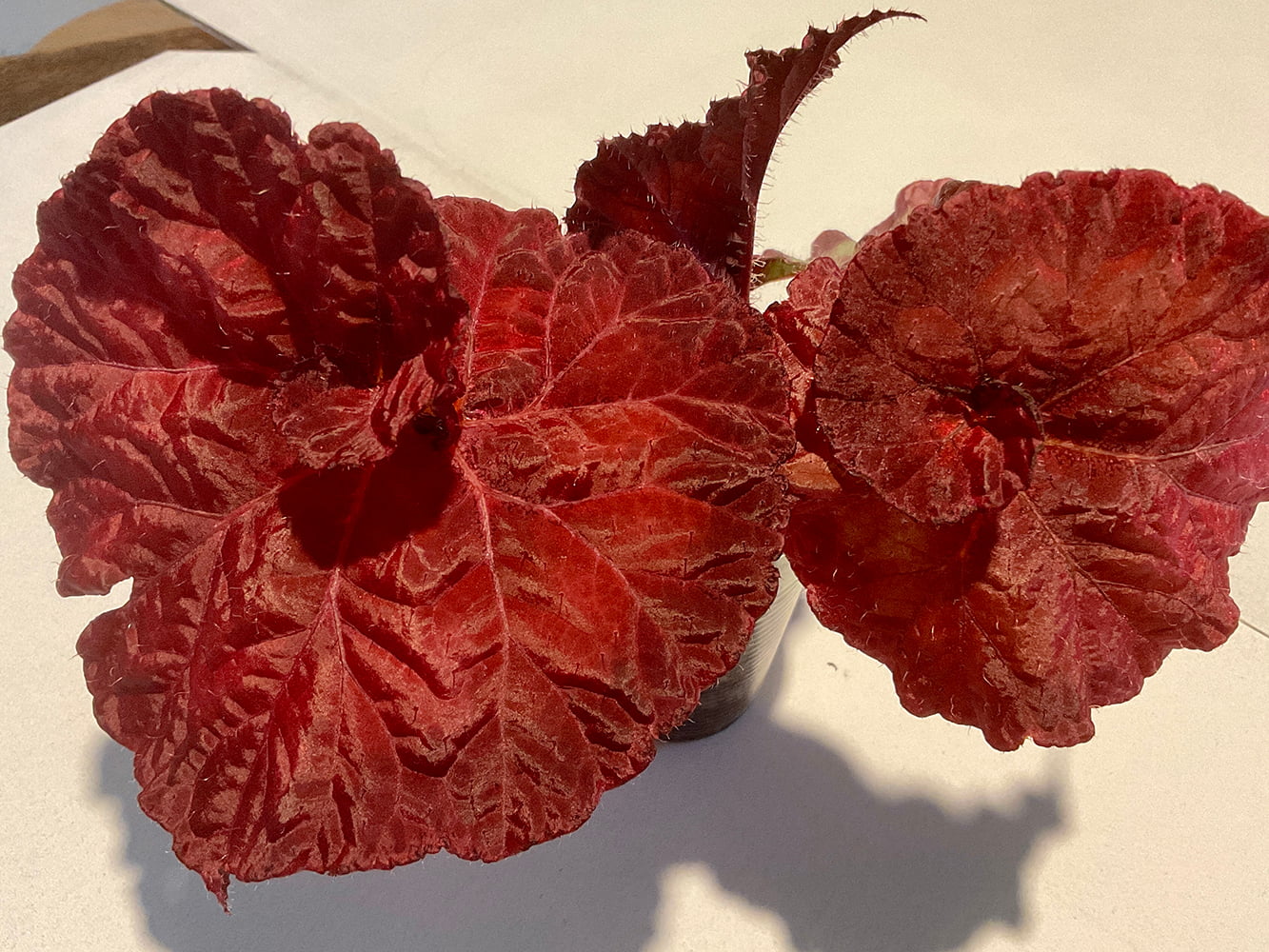 Begonia DS Love Is