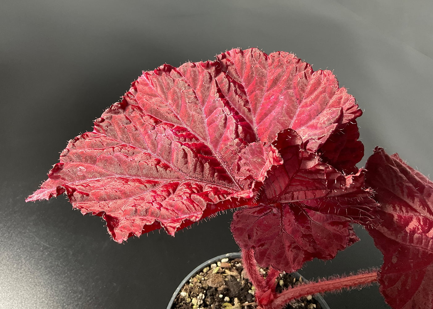 Begonia DS Love Is