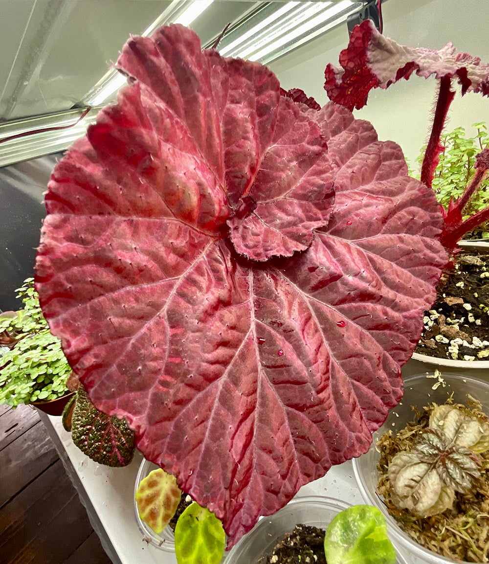 Begonia DS Love Is