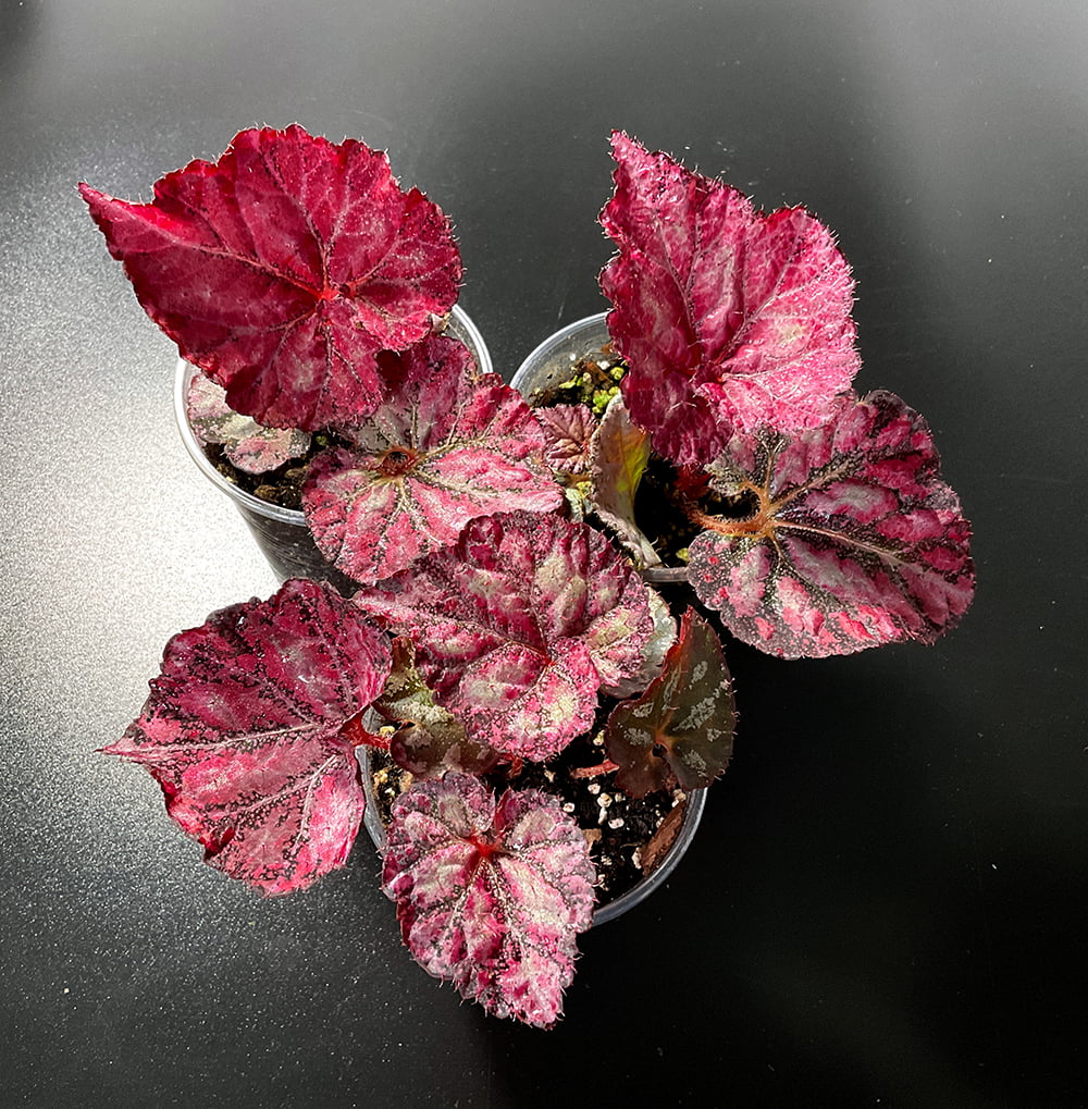 Königliche Blattbegonie