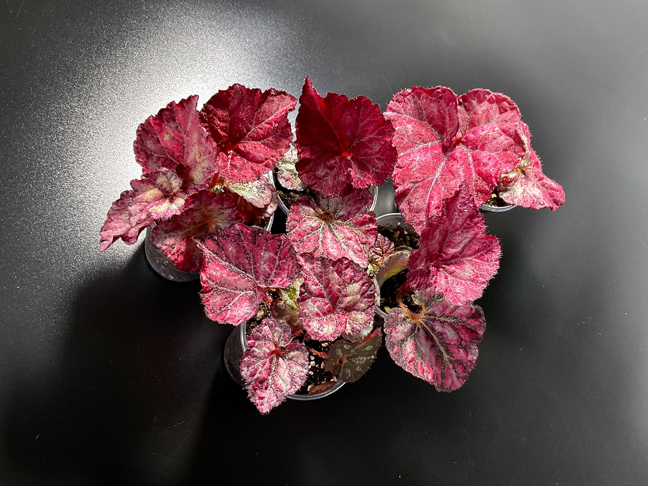 Begonia Rex
