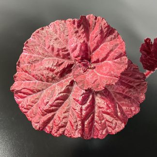 Begonia Rex - Begonia DS Love Is im Topf mit dekorativen Blättern