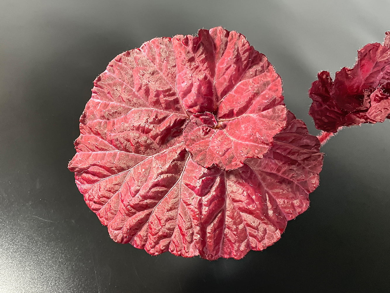 Begonia Rex - Begonia DS Love Is im Topf mit dekorativen Blättern