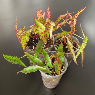 Begonia amphioxus gepunktete Begonie für Terrarium