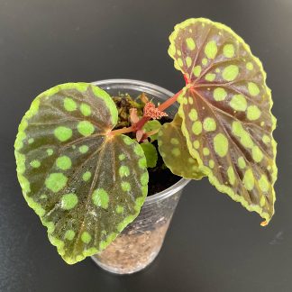 Begonia chlorosticta gepunktete Pflanze für Terrarium