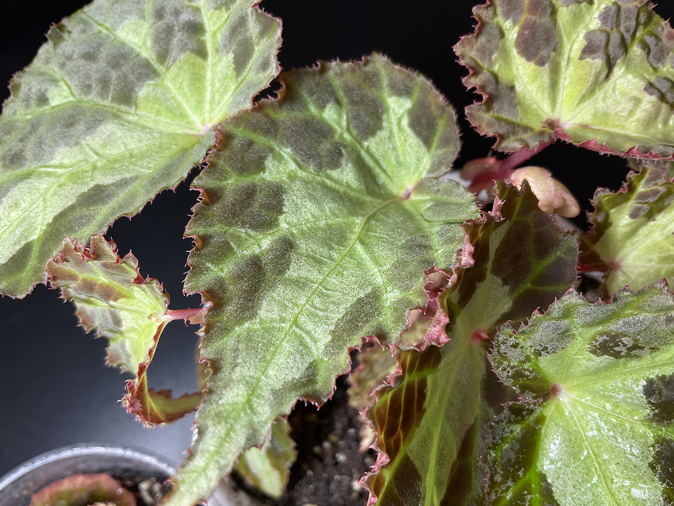 Begonia colorata