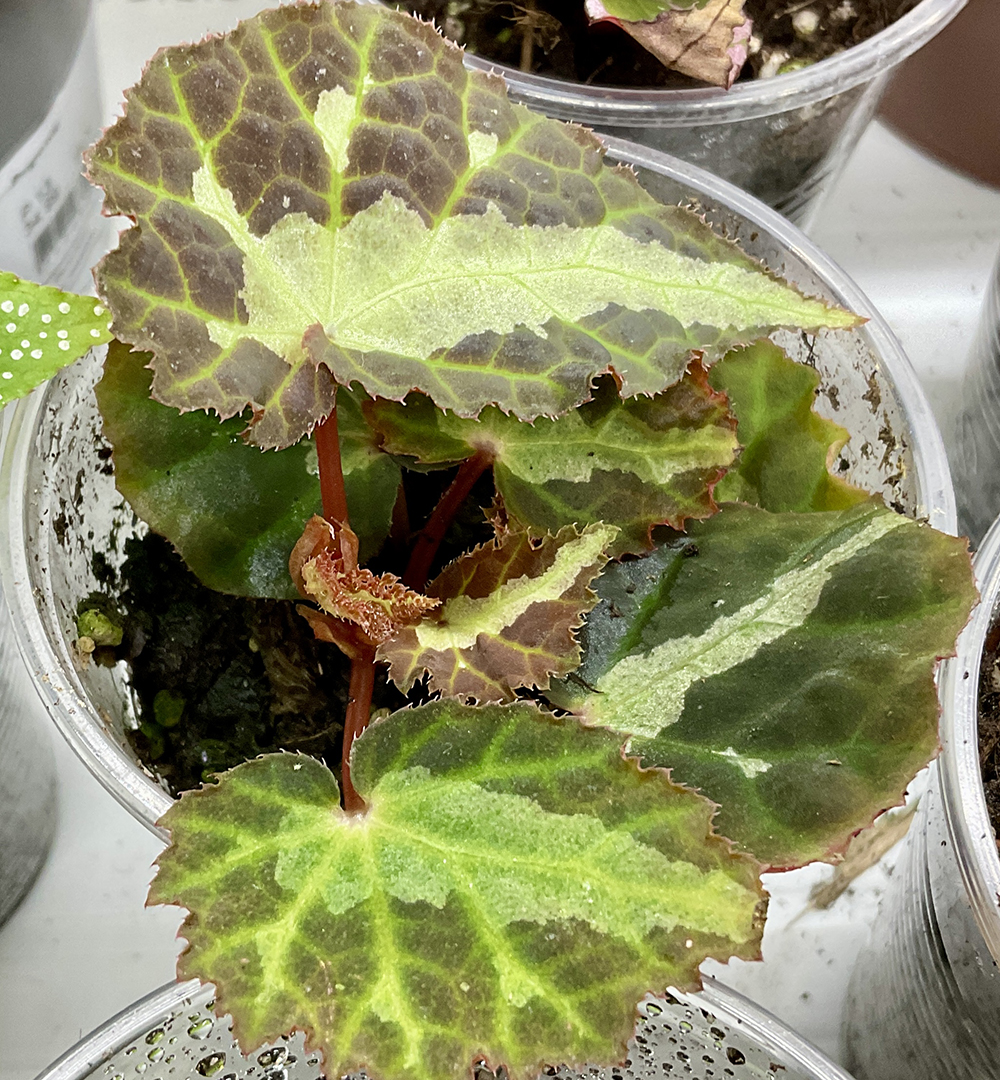 Begonia colorata