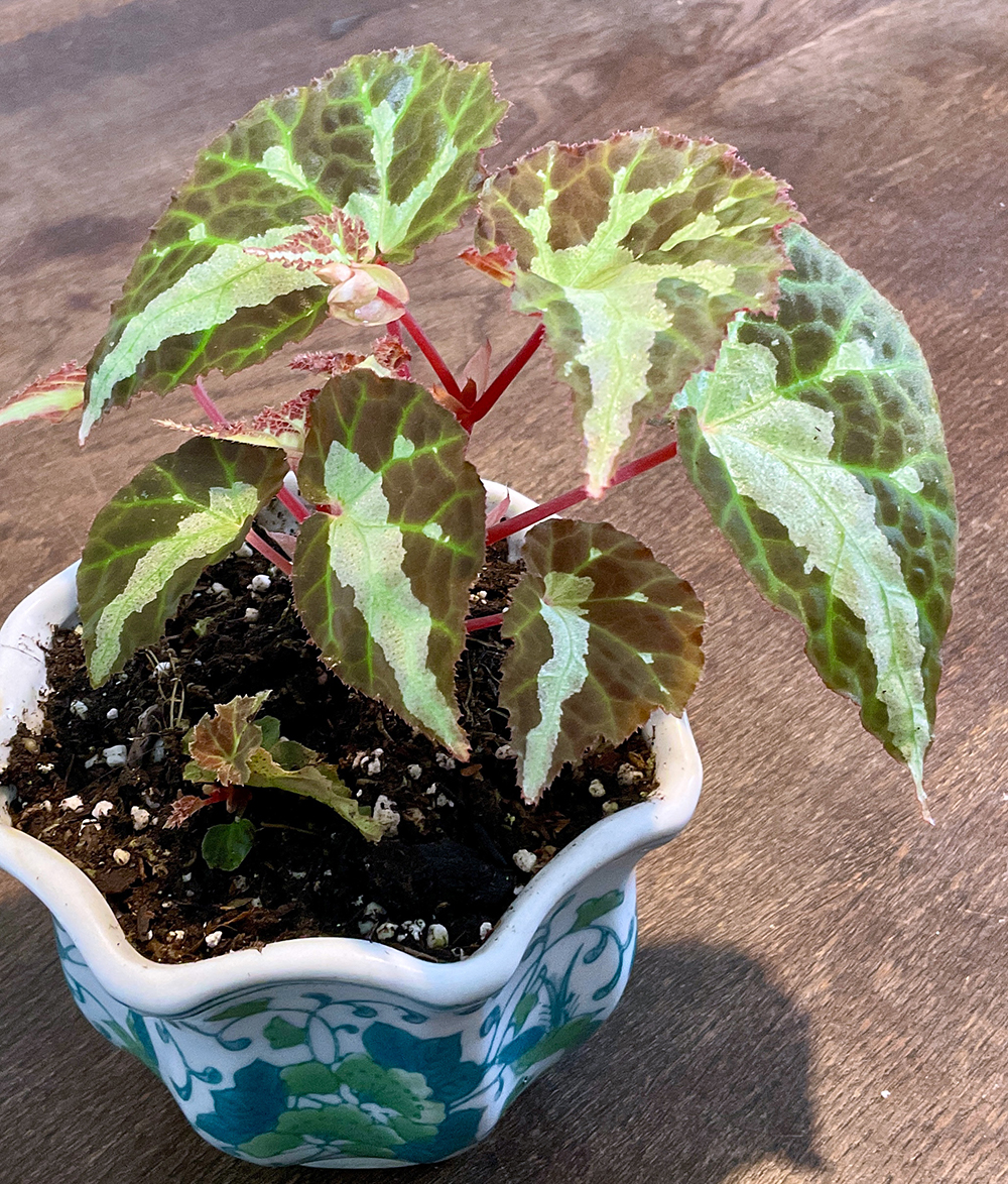 Begonia colorata