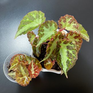 Begonia colorata tropische Begonie für Terrarium