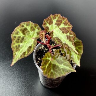 Begonia colorata tropische Begonie für Terrarium