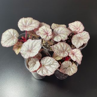 Begonia Dewdrop Mini Begonie für Terrarium
