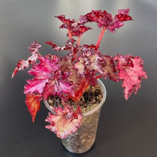 Begonia Dollar Down im 200 ml Topf mit tiefroten Blättern