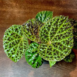 Begonia ferox mit charakteristischen schwarzen Blattstacheln im 200 ml Topf