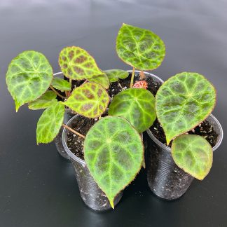 Begonia goegoensis Terrariumbegonie mit strukturierter Blattoberfläche