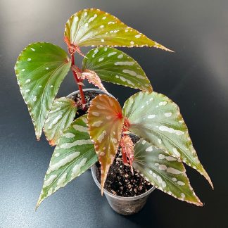Begonia Julau Typ 1 seltene tropische Begonie für Terrarium