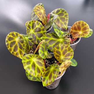 Begonia kingiana mit leuchtend grüner Aderung im 200 ml Topf