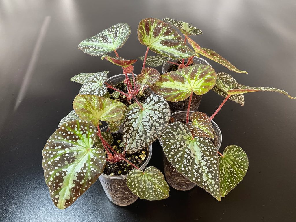 Begonia larvata mit silberner Punktzeichnung im 200 ml Topf