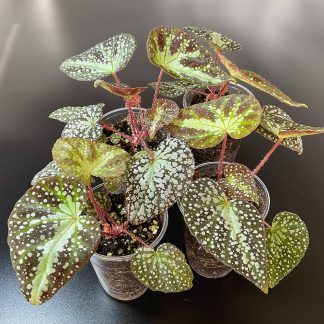 Begonia larvata mit silberner Punktzeichnung im 200 ml Topf