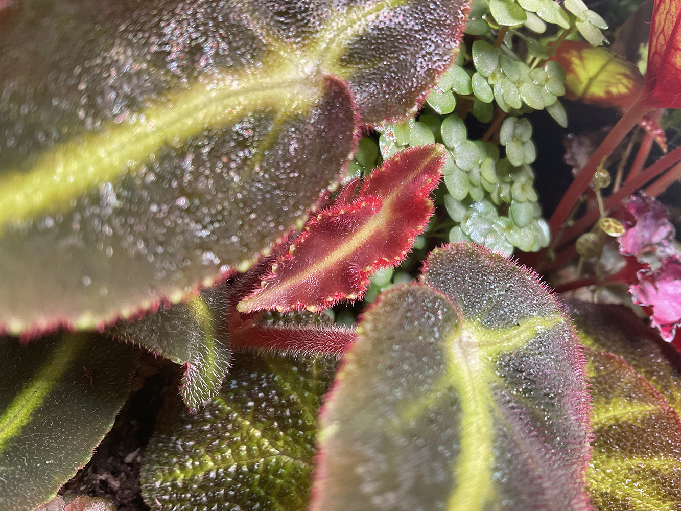 Begonia listada – dekorative Begonie