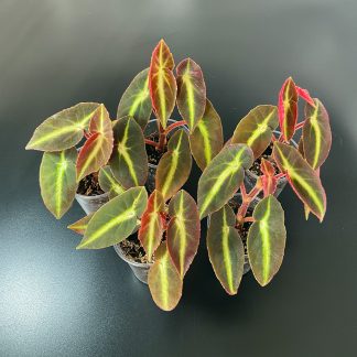 Begonia listada gestreifte tropische Begonie