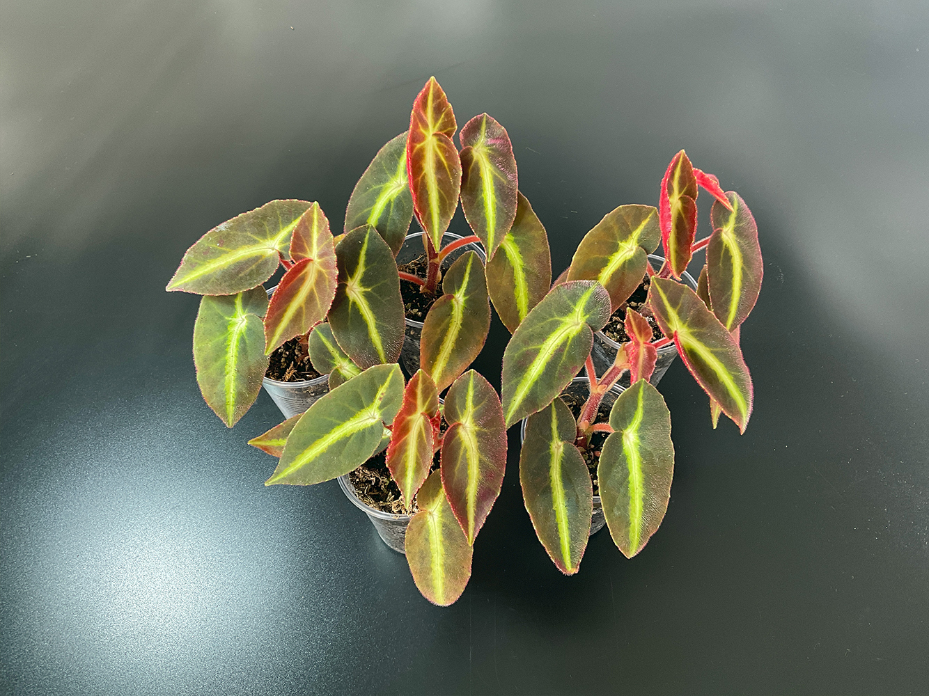 Begonia listada gestreifte tropische Begonie