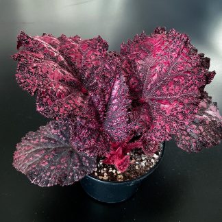 Begonia Rex Zimmerpflanze mit auffälligen bunten Blättern