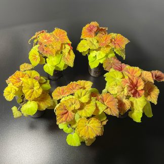 Begonia mit orangefarbenen Blättern als seltene Terrariumbegonie