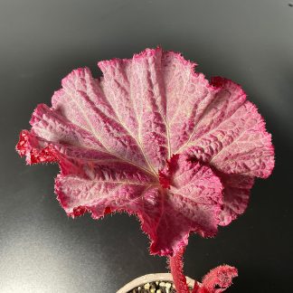 Begonia DS-Pink Panther farbenreiche Zimmerpflanze mit dekorativen Blättern