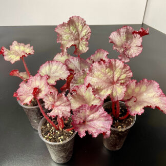 Begonia DS-Pink Panther farbenreiche Zimmerpflanze mit dekorativen Blättern