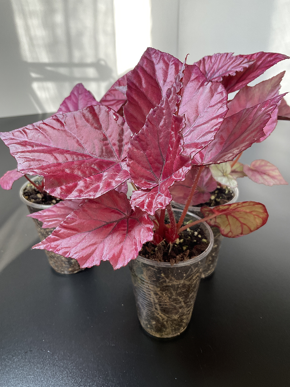 Begonia Red Rex