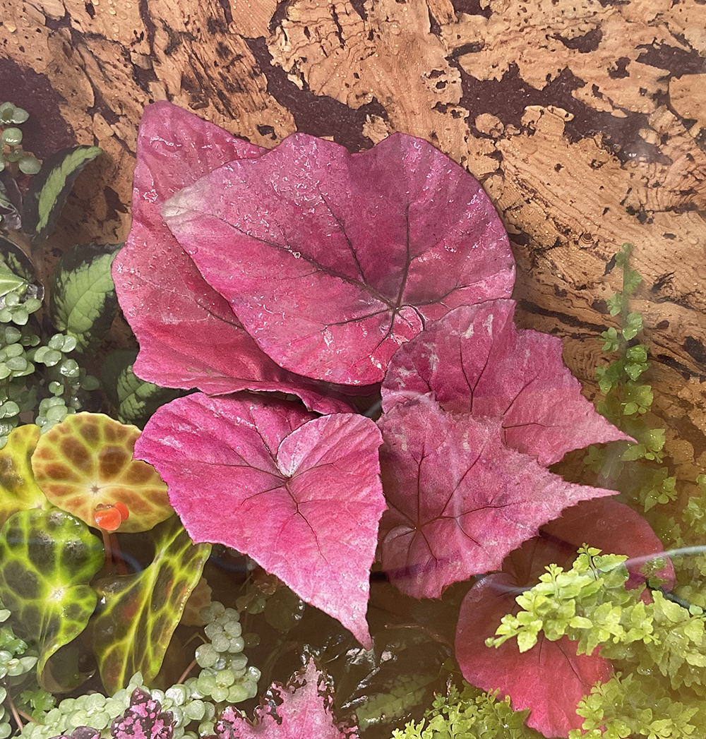 Begonia Red Rex