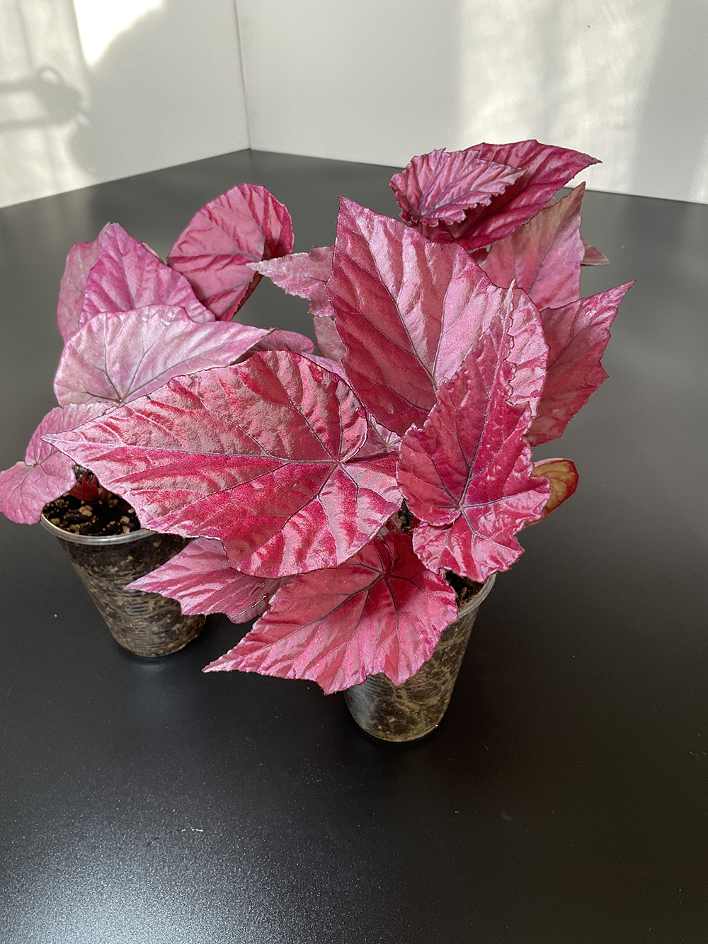 Royal Begonia Red Rex